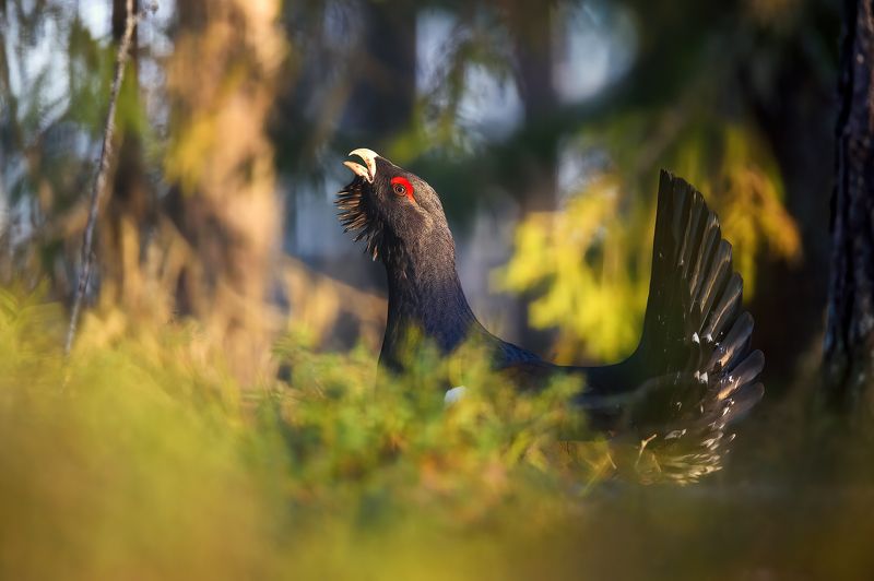 Глухарь. фото превью