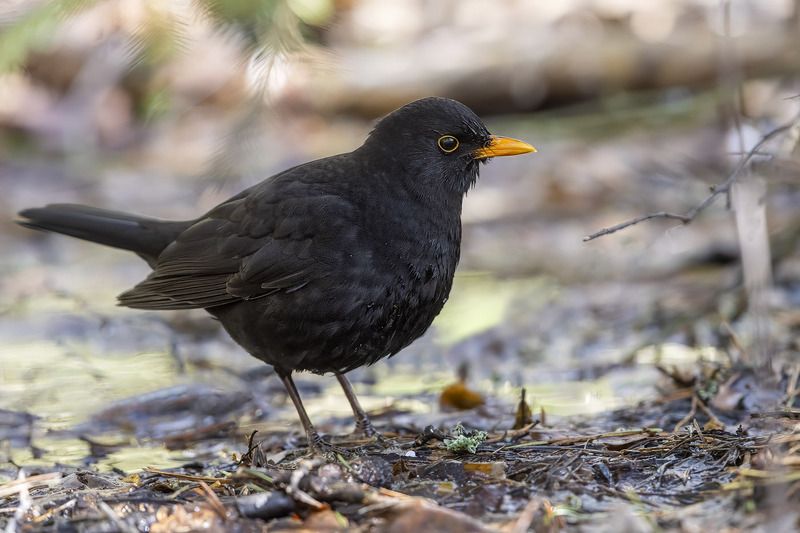 птицы, подмосковье  фото превью