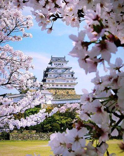 Цветение сакуры у замка Химедзи.