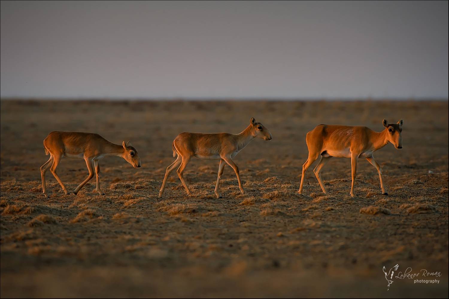 , Лобанов Роман