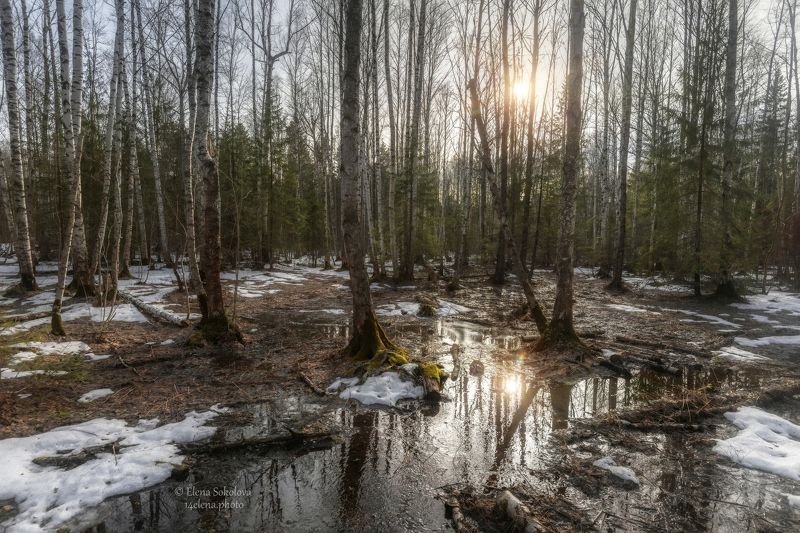лес, весна, природа, водоем, отражение, вода, болото Прогулка по весеннему лесу фото превью