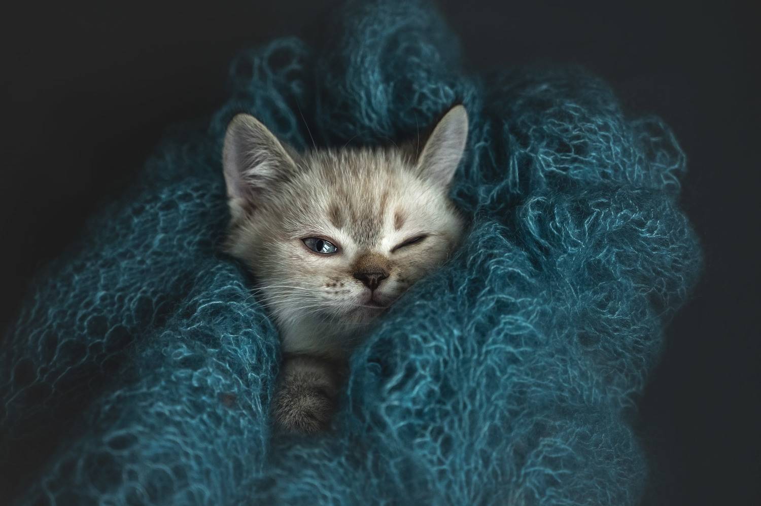 , Мороз Ирина