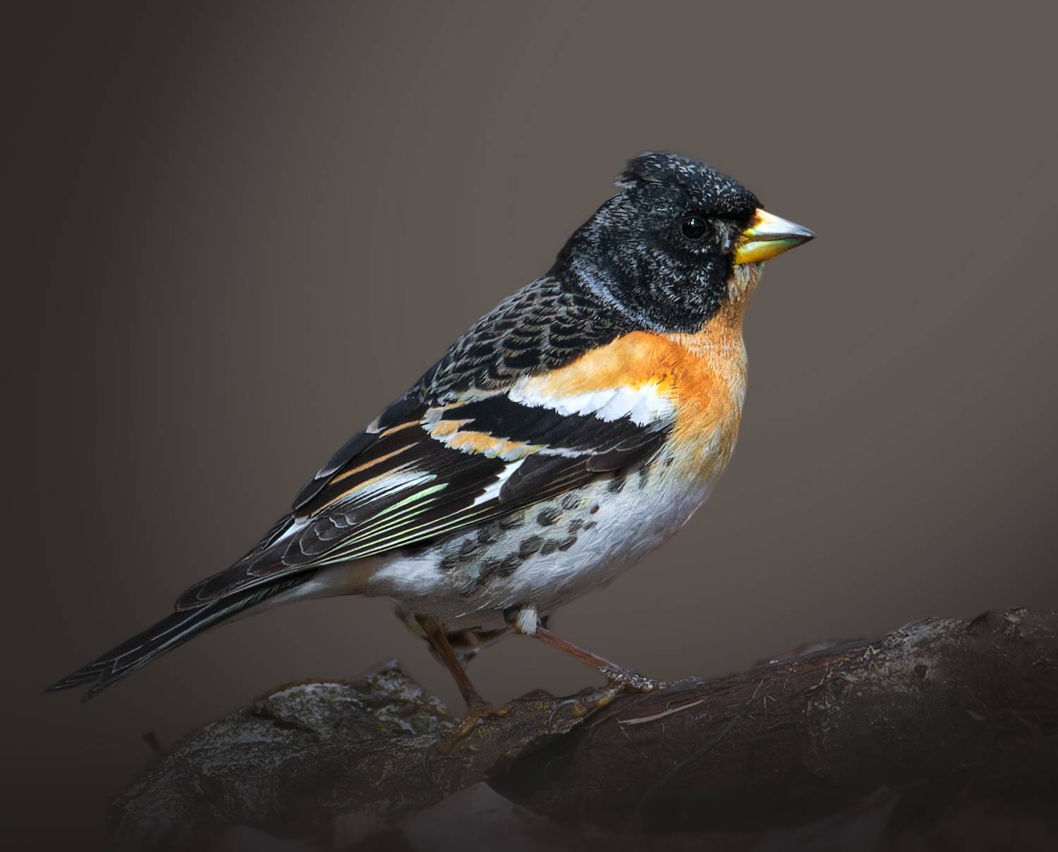 , Фото Александр