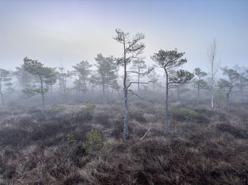 Утро на болоте. Апрель фото превью