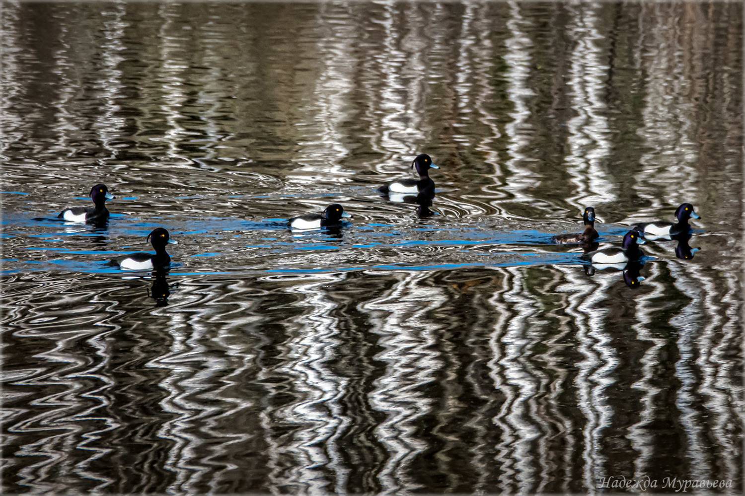 хохлатая чернеть, отражение, стайка, весна,, Надежда Муравьёва