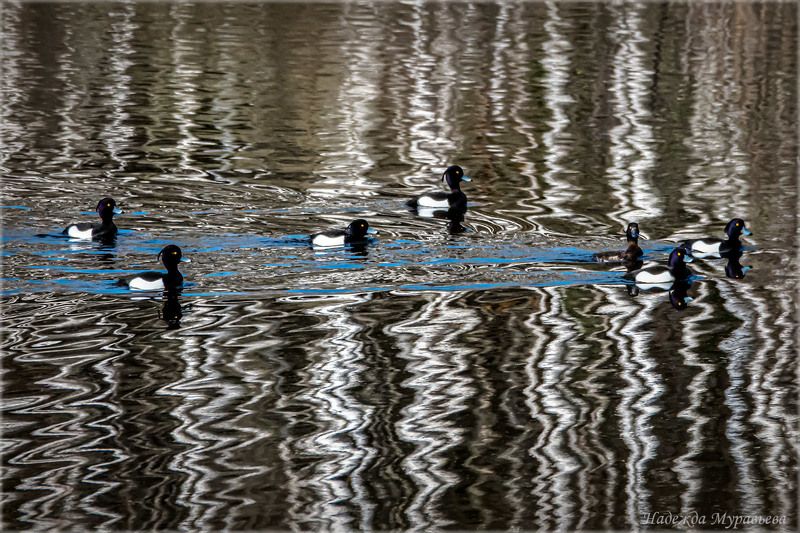 хохлатая чернеть, отражение, стайка, весна, Про отражения фото превью