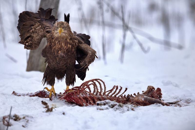 Пляски на костях фото превью