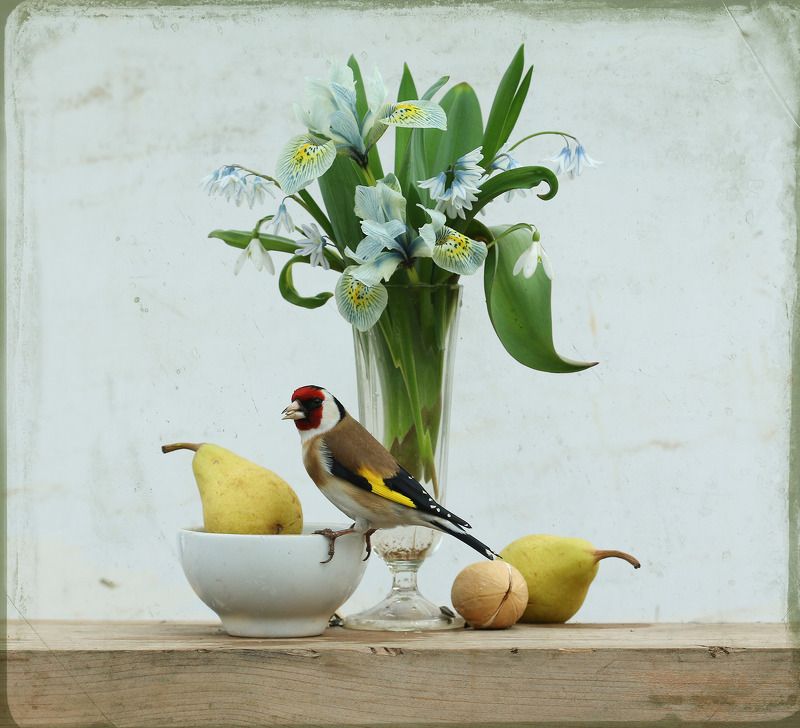 щегол 14 апреля фото превью