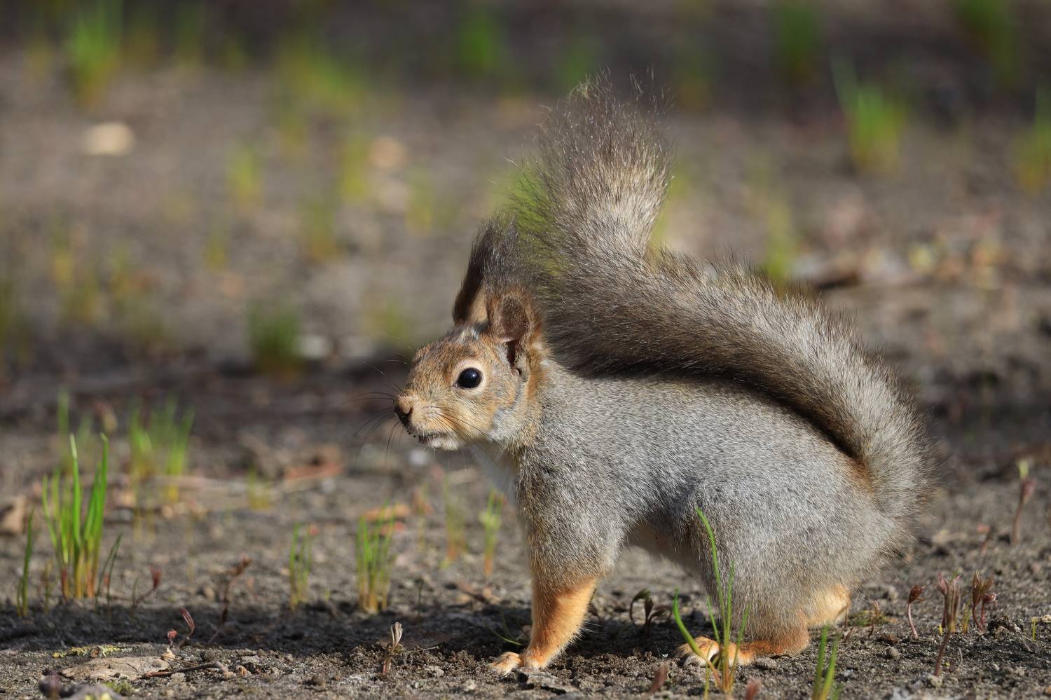, Колосова Елена