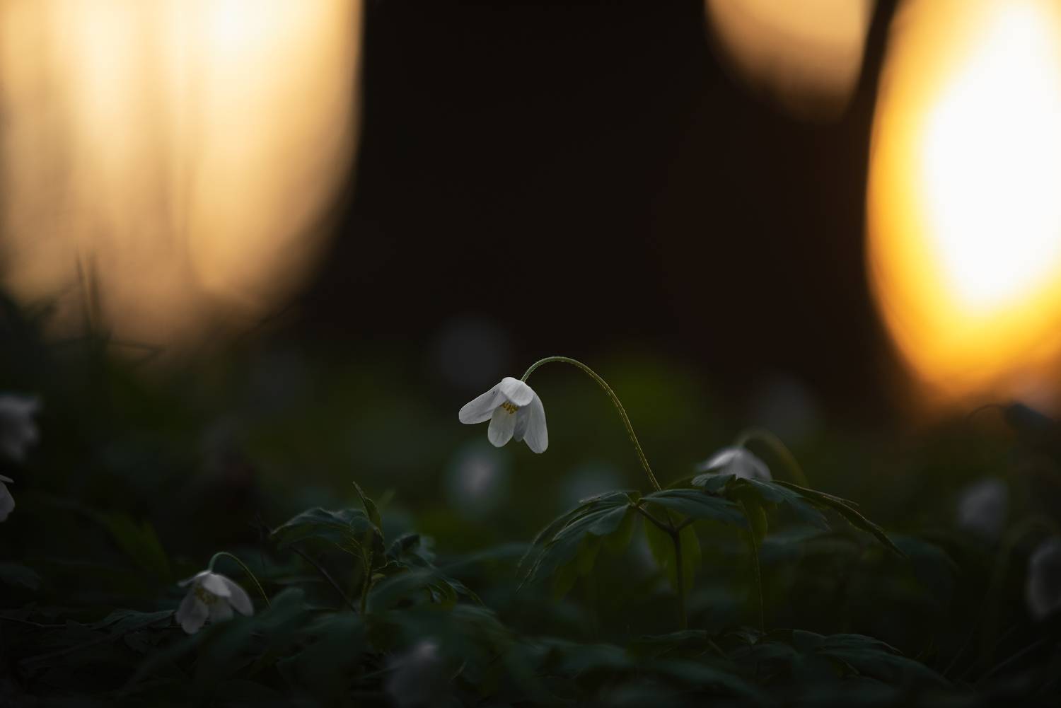 , Захаров Дмитрий