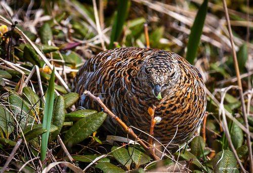 Обед тундряной куропатки