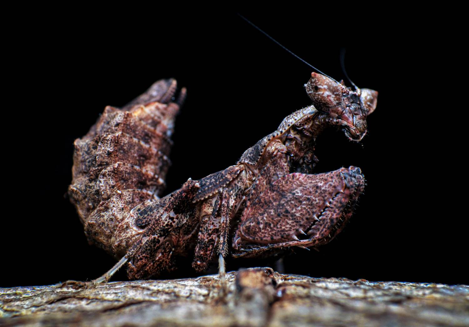 macro, nature, insect, mantis, Celis Norman