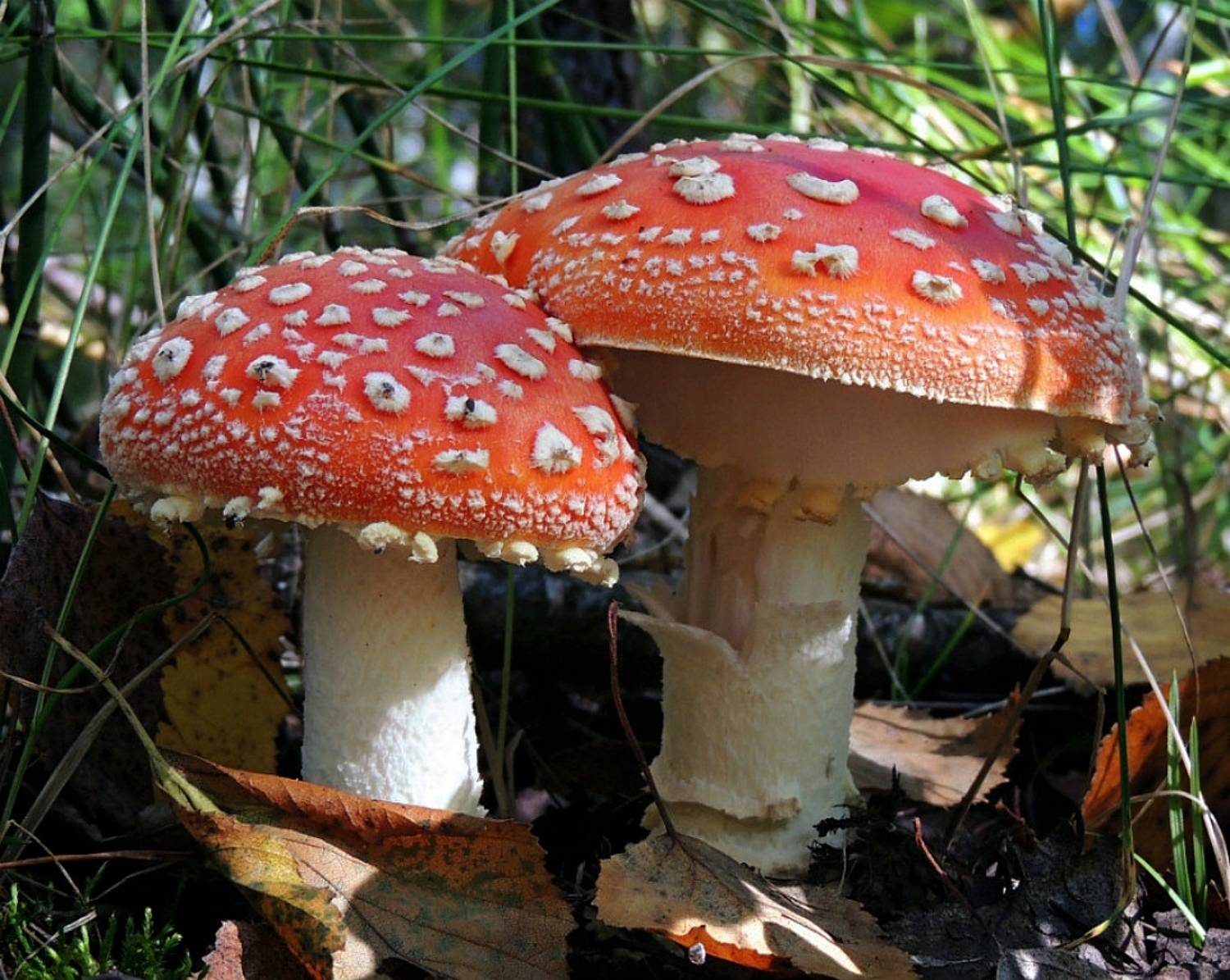 , Савоцкий Роман