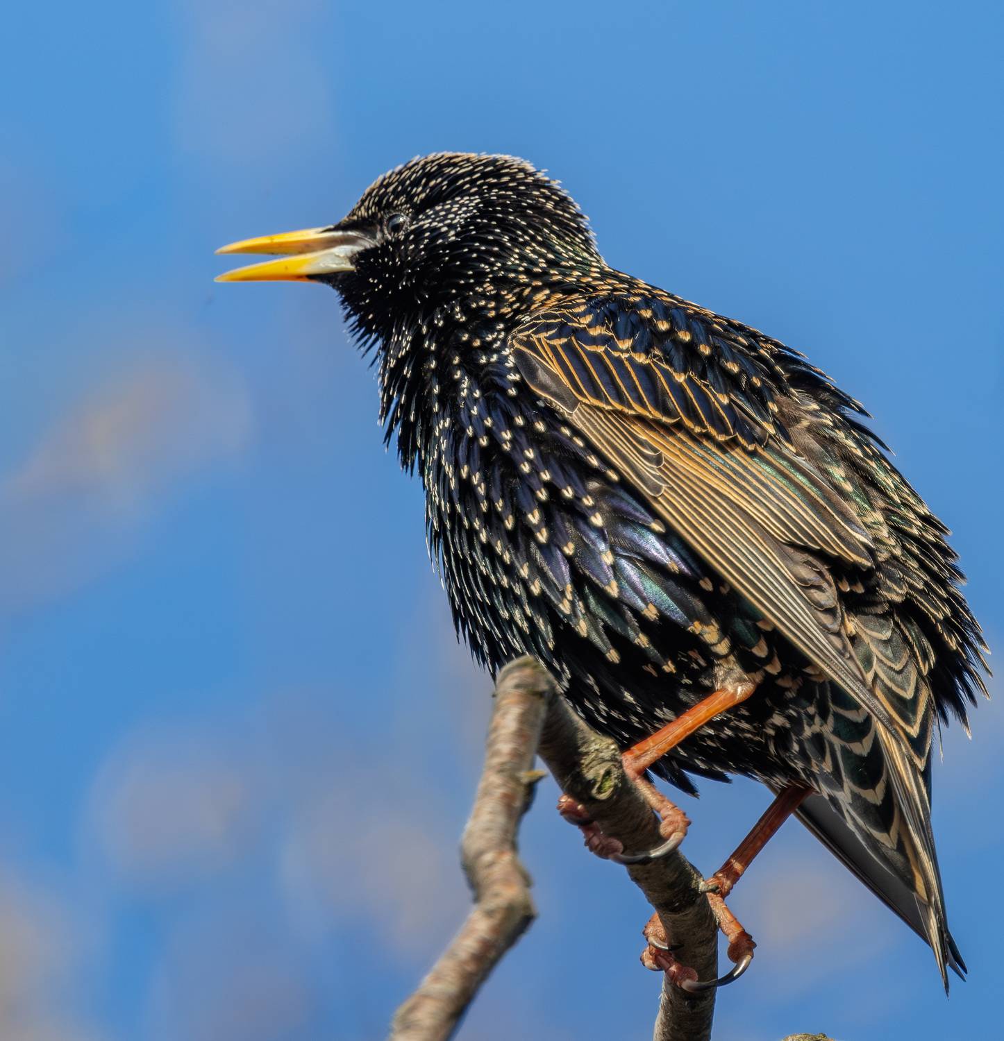 этюд со скворцом, Курлянцев Алексей