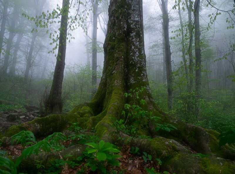 #ProFog фото превью