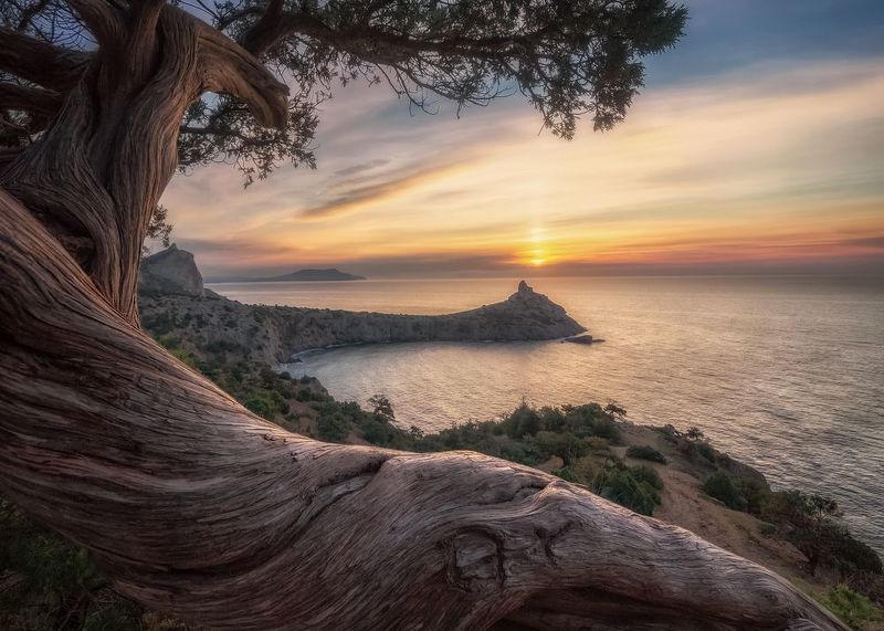 Утро в стране можжевельников фото превью