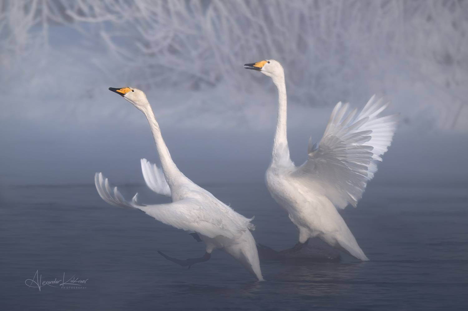 лебеди, алтай, Александр Кукринов