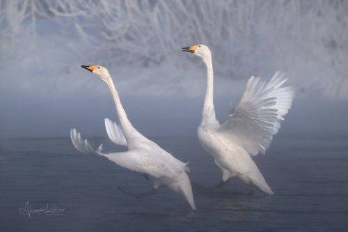 Танцы на воде...