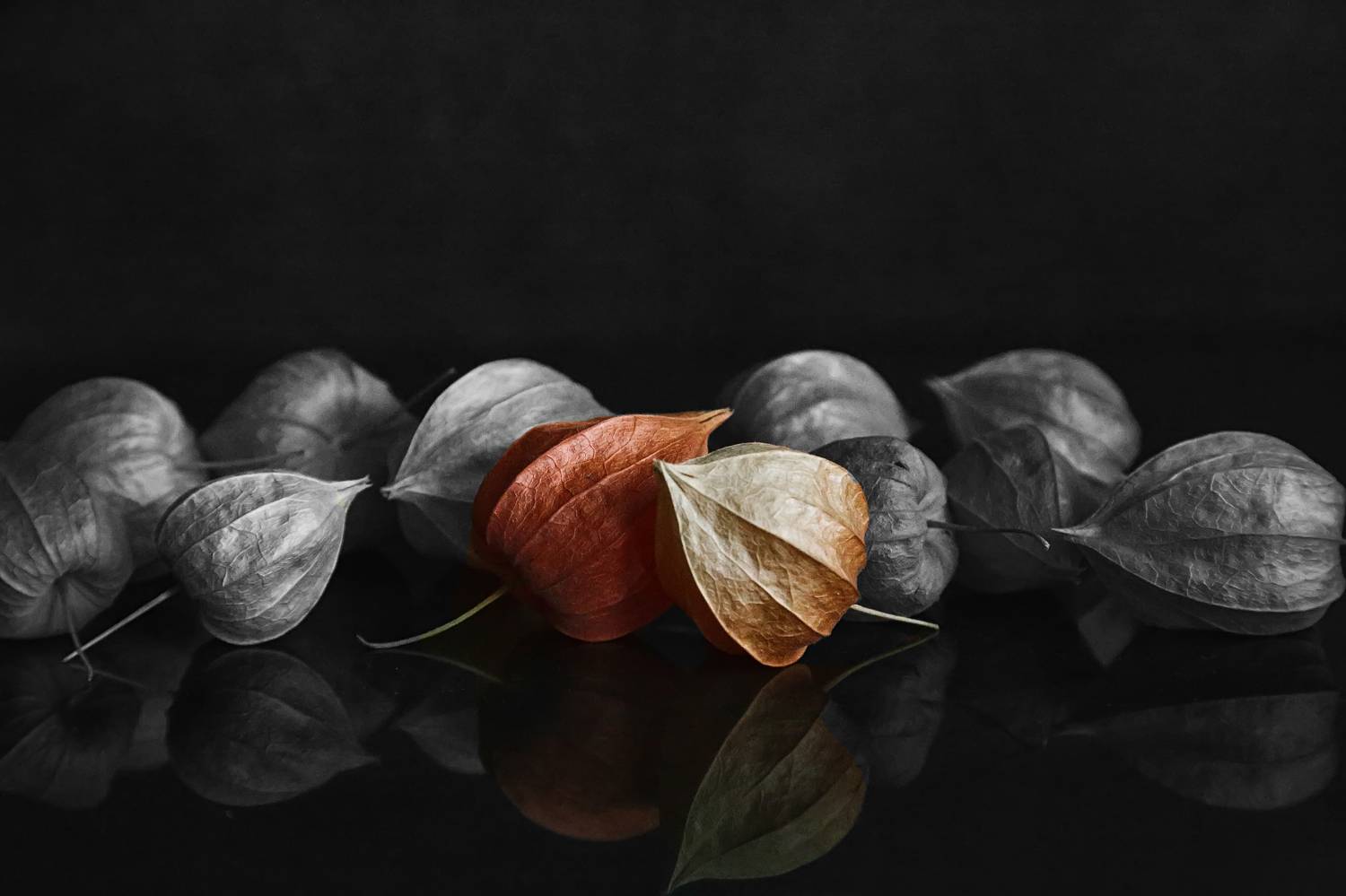 физалис, цветной, черно белый, Стасов Виталий