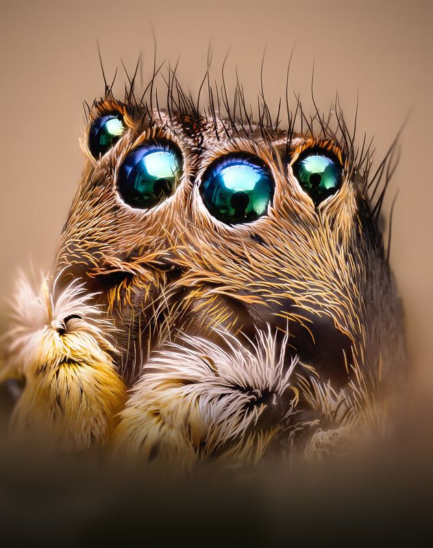 aelurillus, v-insignitus Скакун фото превью