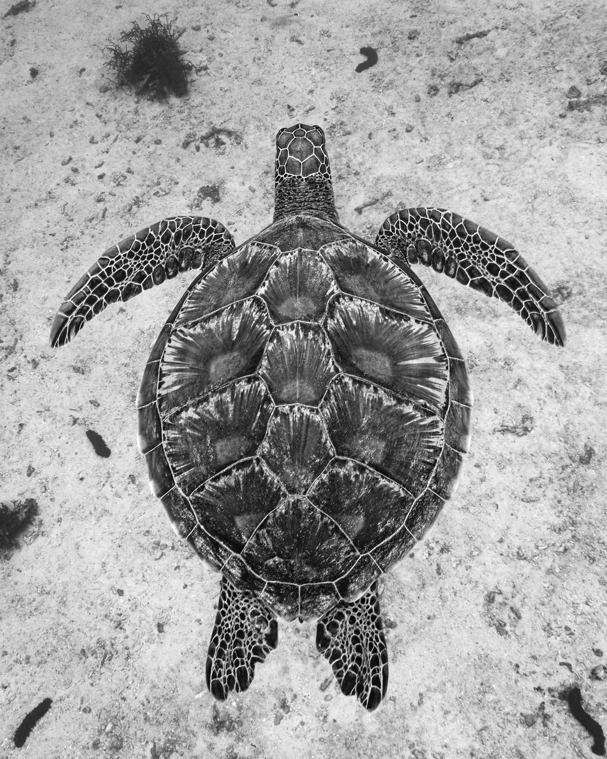 , Савин Андрей