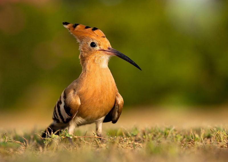 Hoopoe фото превью