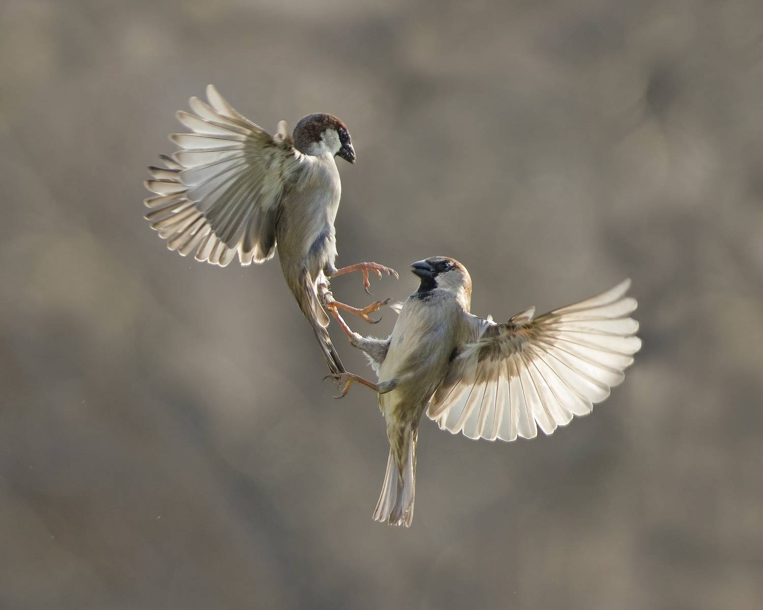 , Евгени Стефанов