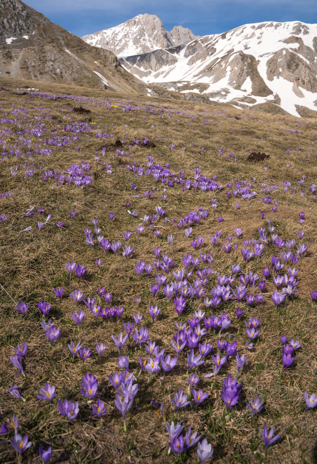 , Дария Максимова