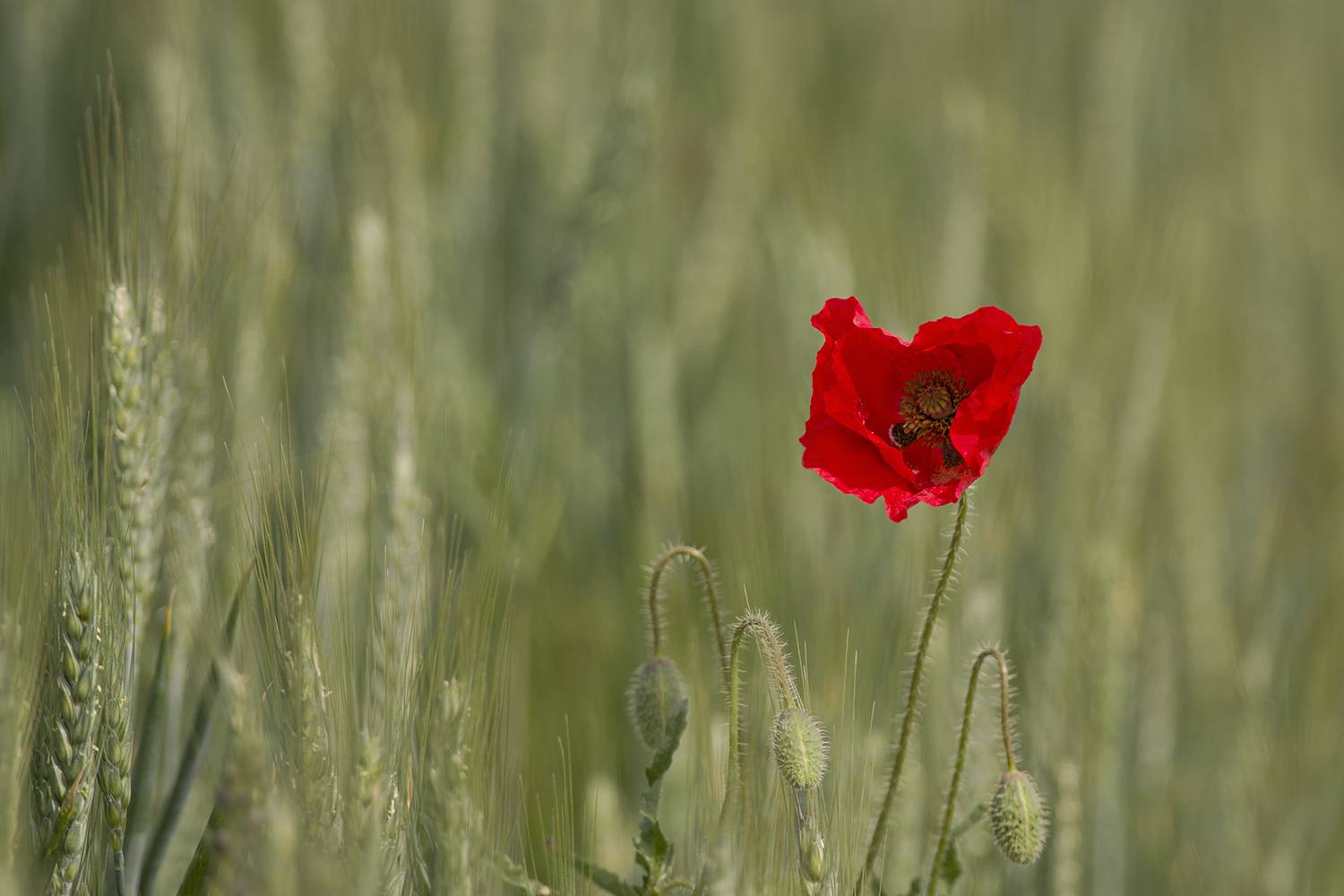 , Евгени Стефанов