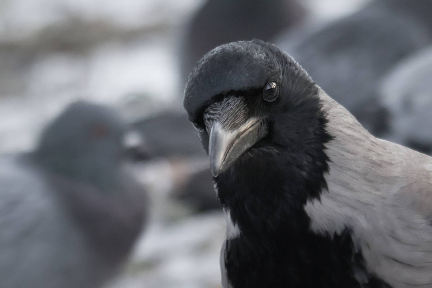 птица, ворона, bird, crow, портрет, portrait, Хилько Марина
