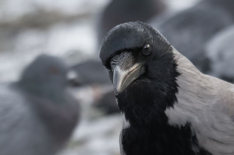 птица, ворона, bird, crow, портрет, portrait \
