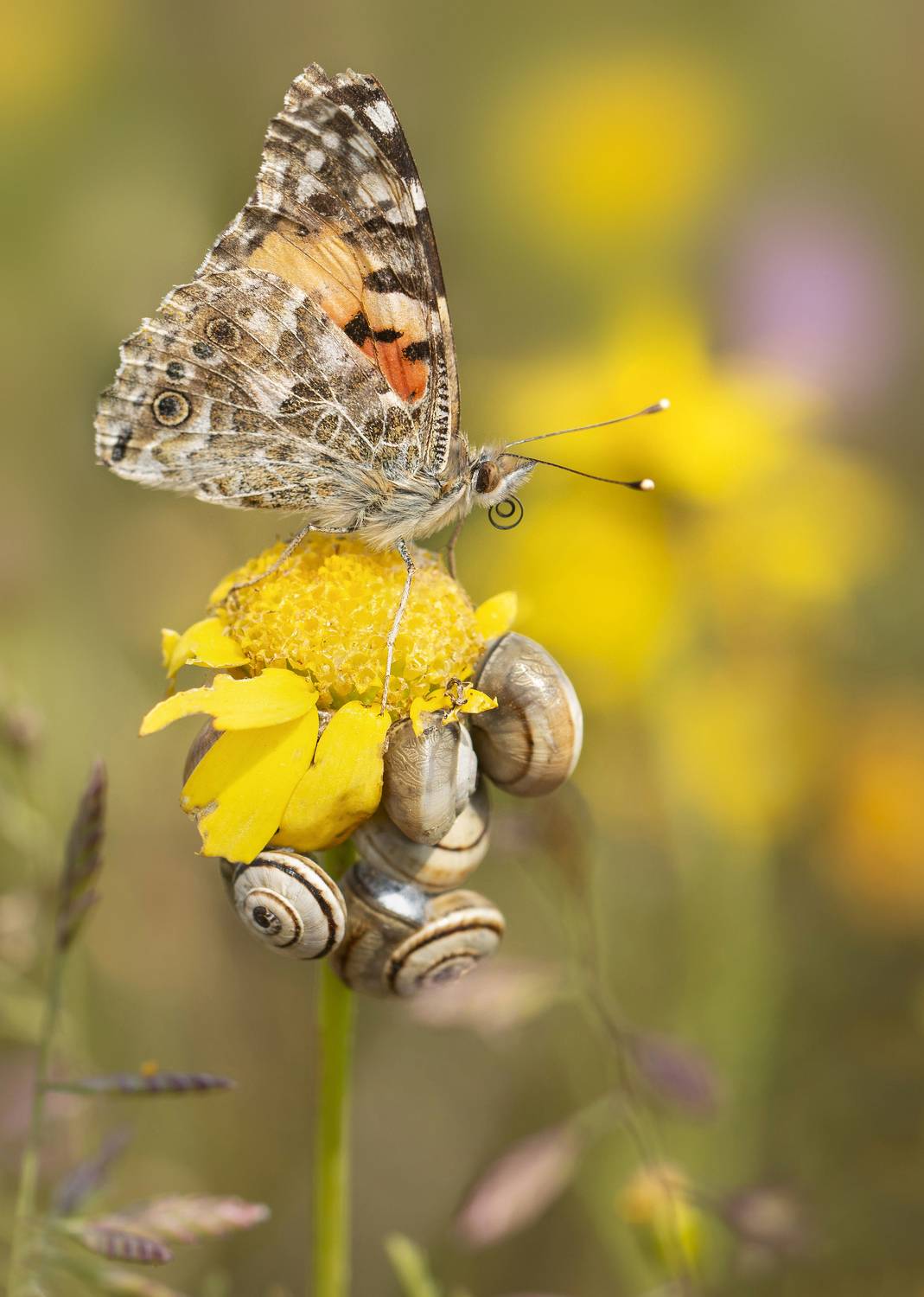 Репейница, чертополоховка, Бабочка, Горбачева Маментьева Татьяна