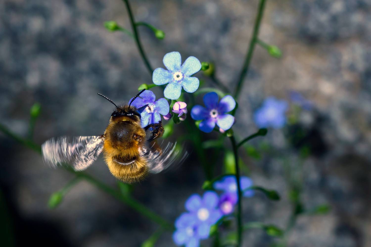 ,  Светослав Радков