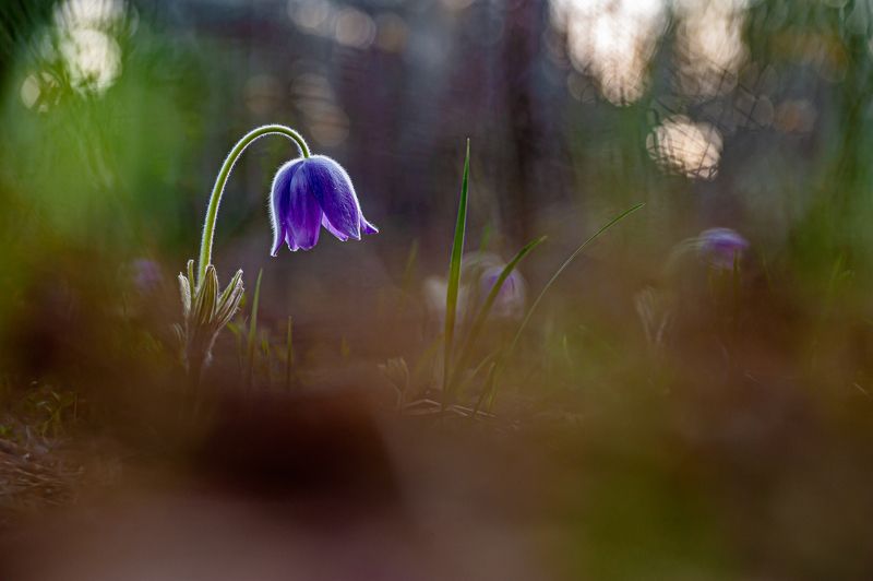 *** фото превью