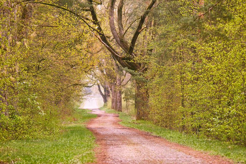 аллея, апрель, беларусь, весна, дорога, история Забытый старый тракт. фото превью