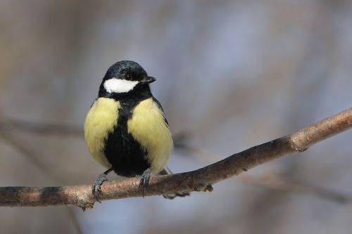 Большак (Parus major)