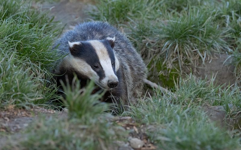 badger, animals, nature, wildlife, canon Badger фото превью