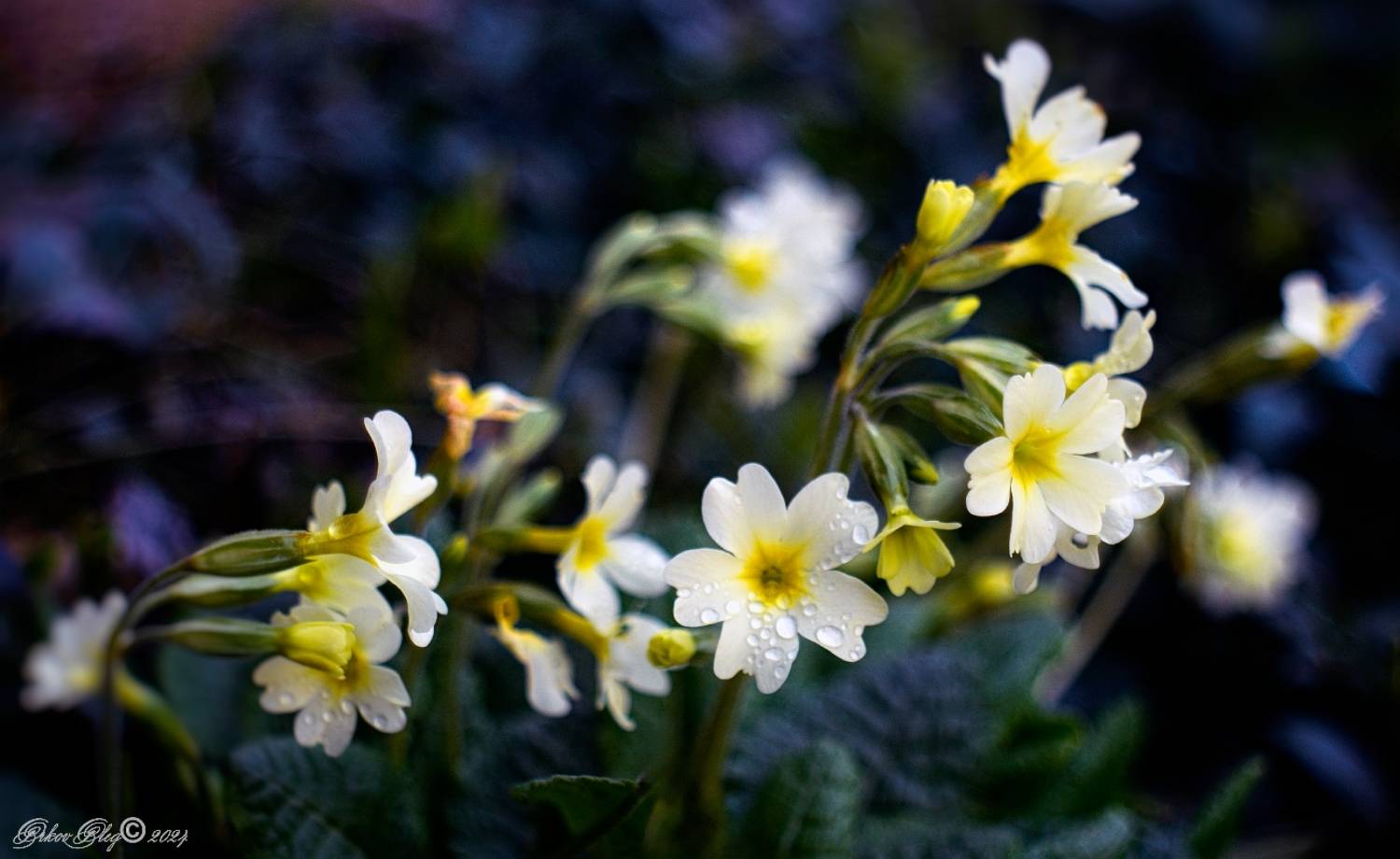 , Орлов Олег