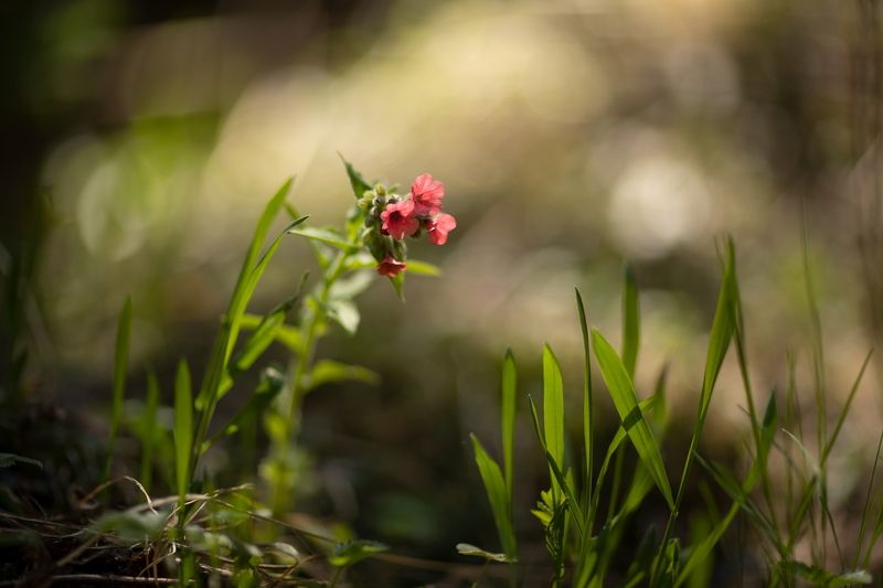 Весна 2024 - Медуница (Pulmonaria rubra) фото превью