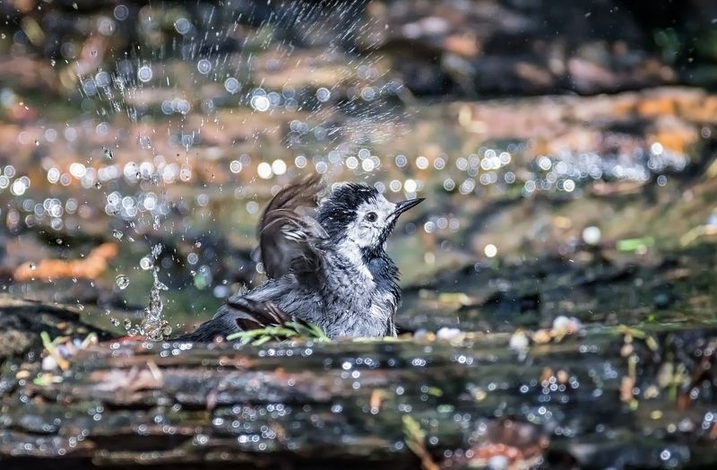 птица, трясогузка, купание, ручей, Наслаждение. фото превью