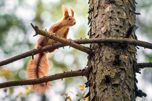 Squirrel