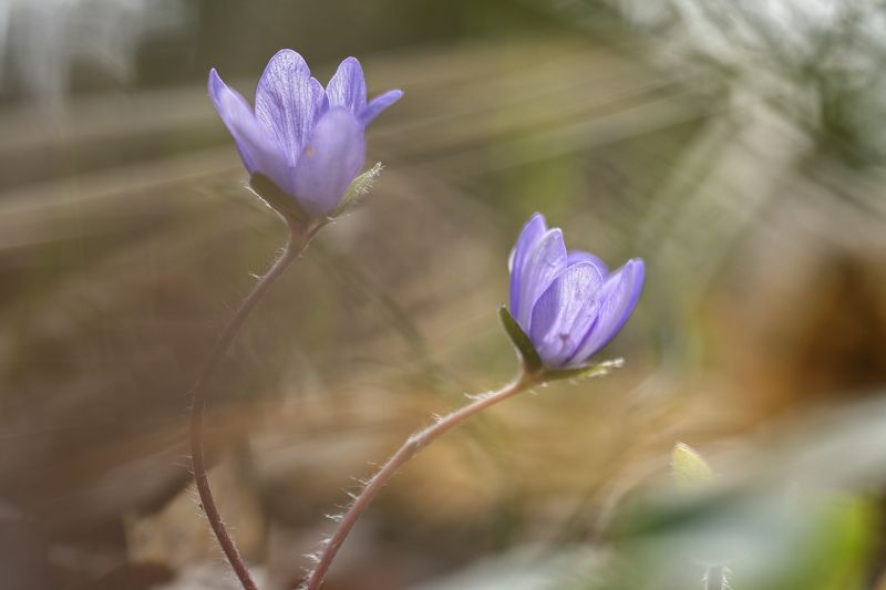 (Hepatica nobilis) фото превью