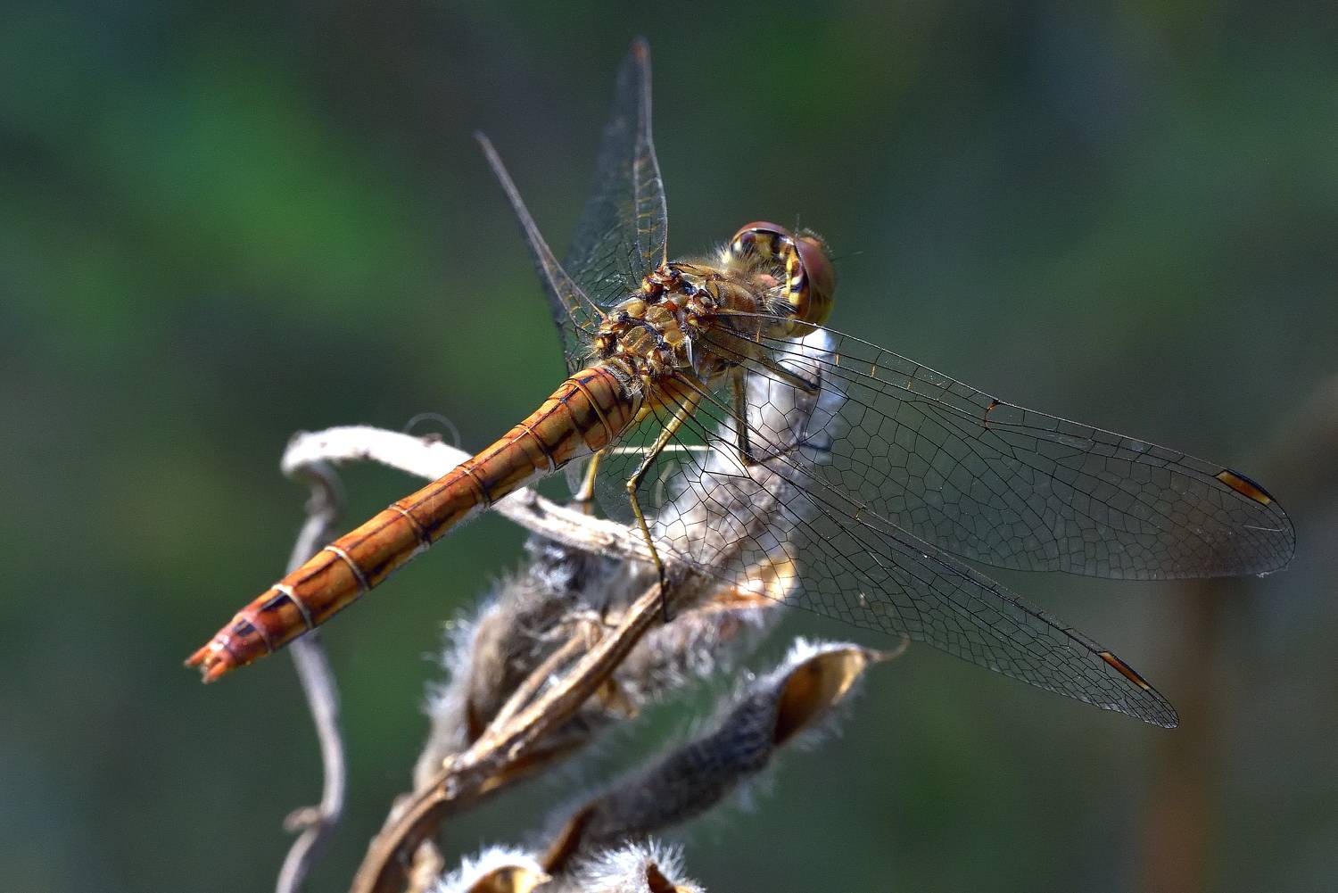 , Игорь Корнейчук