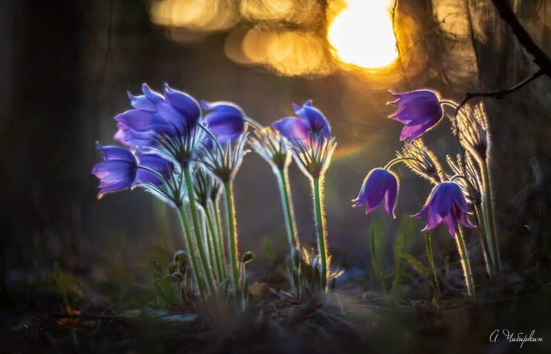 саров, протяжка, пейзаж, весна, первоцветы, сон трава Весна состоялась фото превью