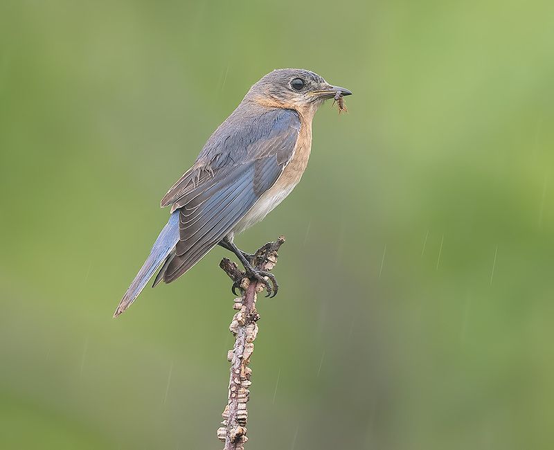 восточная сиалия, eastern bluebird,bluebird Eastern Bluebird, female -Восточная сиалия. самка фото превью