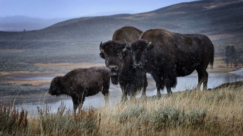 Предзимье фото превью