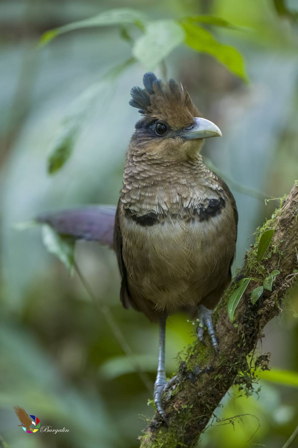 , Burgalin Sequeira Fernando