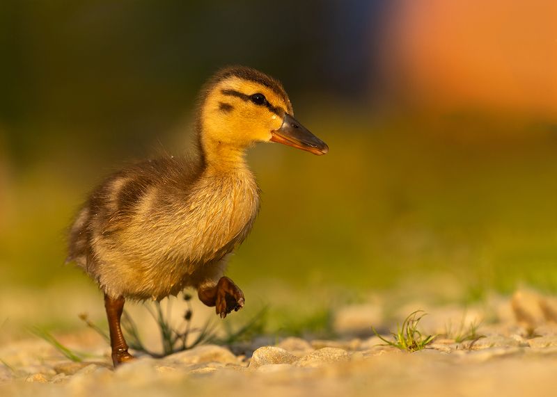 Duckling фото превью