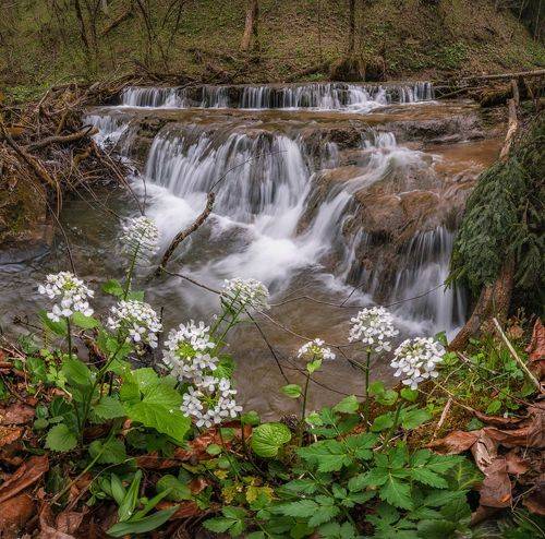 Мезмай весенний