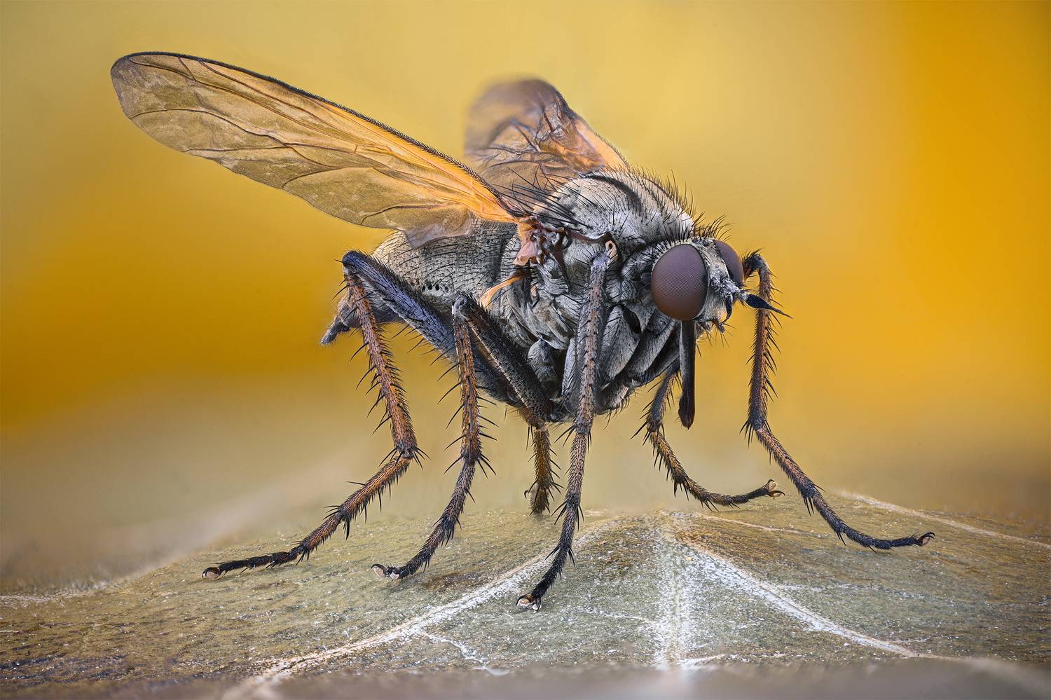 ceclii, macro, Цветан Ганев